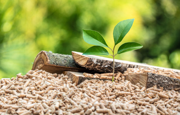 Ence, primera empresa de Europa en certificar la sostenibilidad de su biomasa